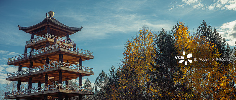 黑龙江漠河极北白桦林秋景图片素材