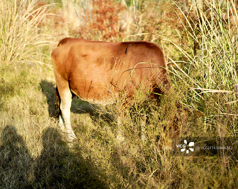 吃草的害羞小黄牛图片素材