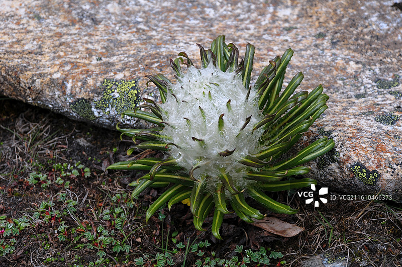西藏珠峰东坡雪线上雪莲花雪兔子图片素材
