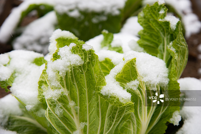 雪中白菜 冬季蔬菜霜冻蔬菜 新鲜白菜图片素材