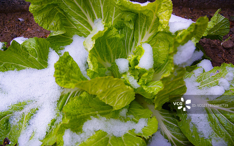 雪中白菜 冬季蔬菜霜冻蔬菜 新鲜白菜图片素材