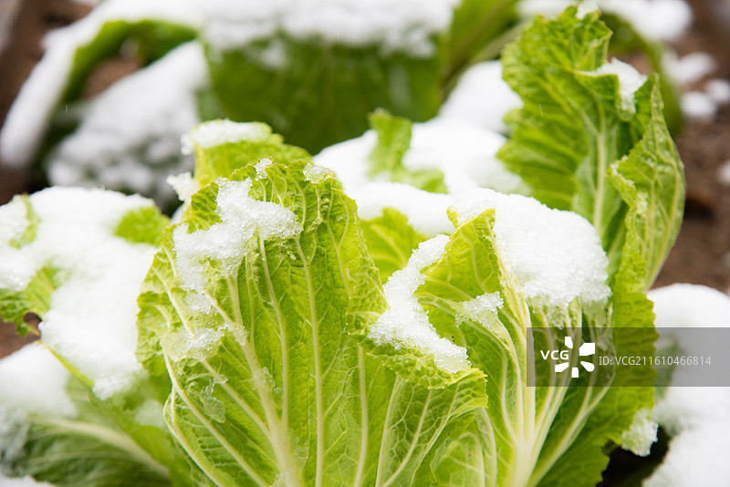 雪中白菜 冬季蔬菜霜冻蔬菜 新鲜白菜图片素材