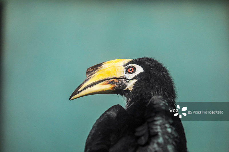 冠斑犀鸟图片素材