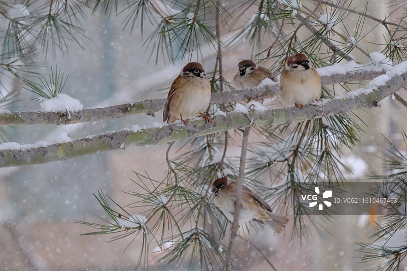 冬天下雪天松树枝上的小麻雀。雪地雪景风景背景图壁纸图片素材