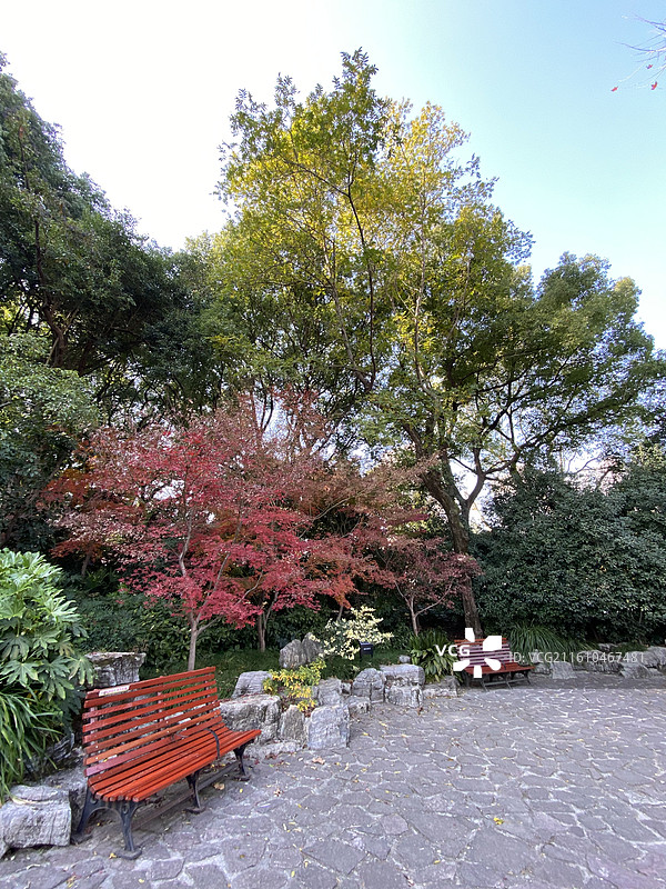 上海市内网红公园树形美观的枫树图片素材