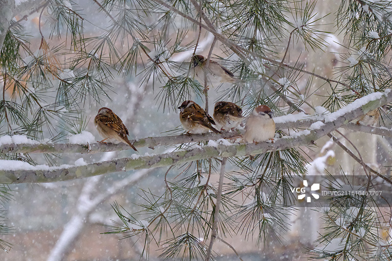 冬天下雪天松树枝上的小麻雀。雪地雪景风景背景图壁纸图片素材
