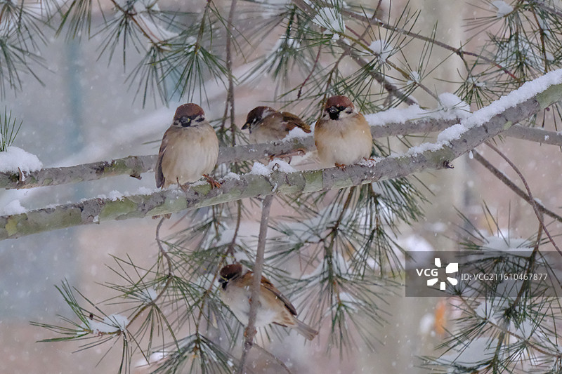 冬天下雪天松树枝上的小麻雀。雪地雪景风景背景图壁纸图片素材