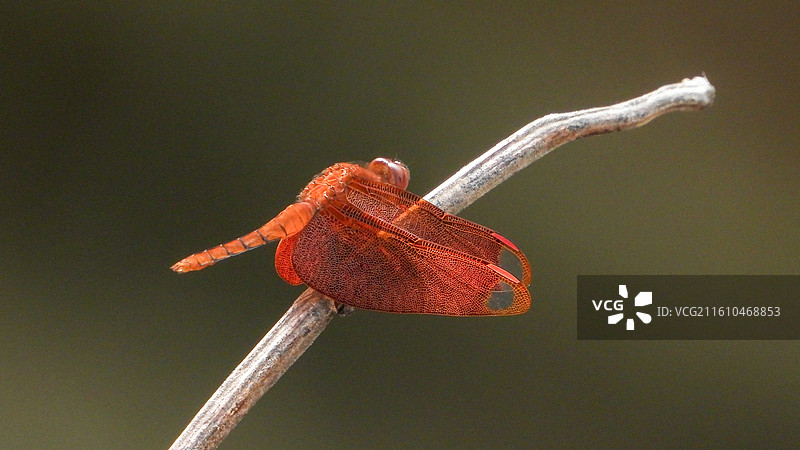 红蜻蜓图片素材