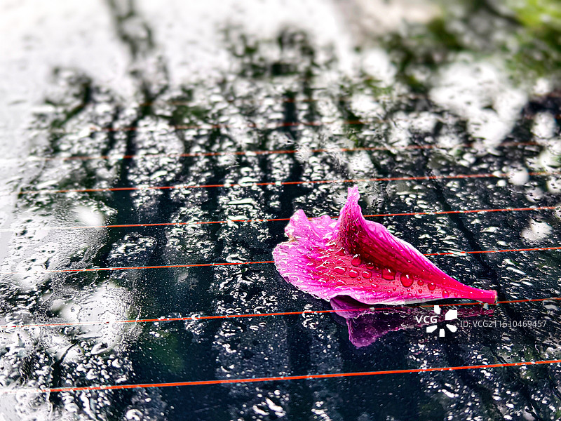 雨中，飘落在小车玻璃上的紫荆花瓣，雨滴，雨珠图片素材