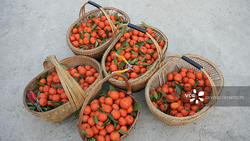 贵州：惠水县“牛肉红”金钱橘成熟季，引来周边市民体验图片素材