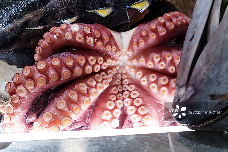 大章鱼图片素材