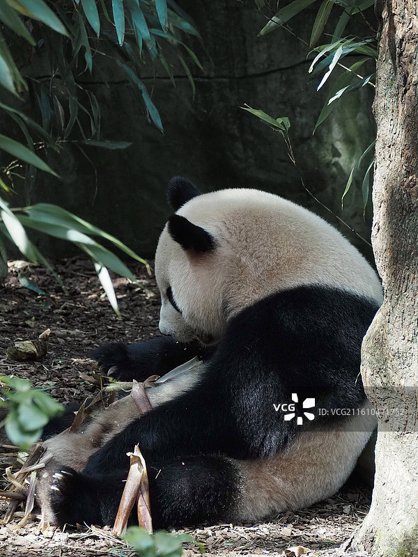 都江堰熊猫谷的大熊猫图片素材