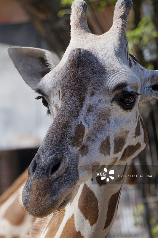 广州动物园长颈鹿图片素材
