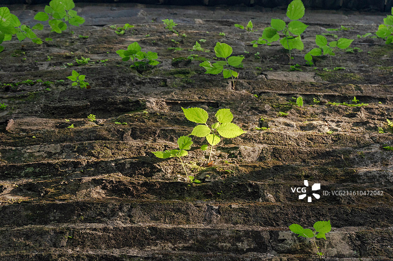 植物在越秀公园森林中明代城墙上生长的特写镜头图片素材