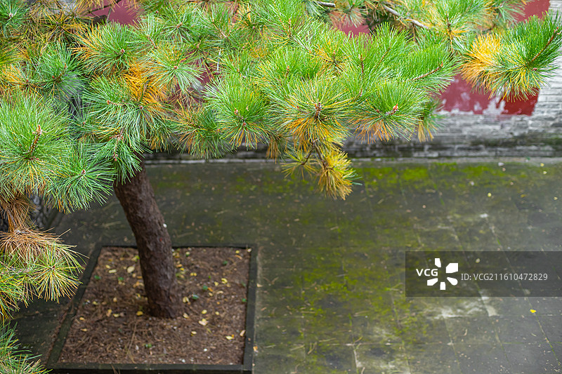 中国非都市自然风光拍摄主题，山东泰安著名景点王母池里的松树，户外白昼无人图像摄影图片素材