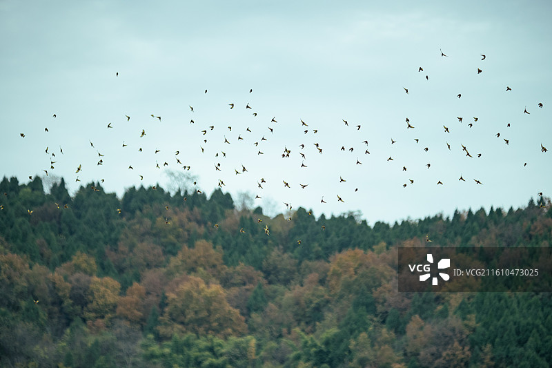 中江挂面村 乡村风景图片素材