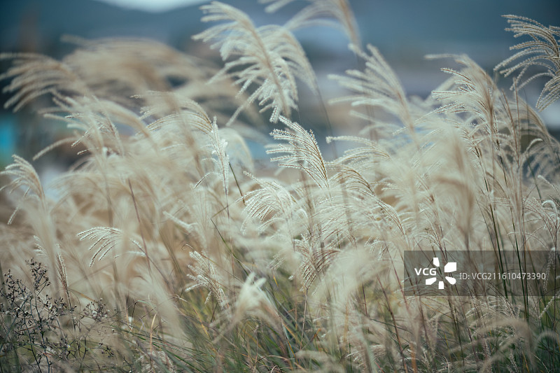 中江挂面村 乡村风景图片素材