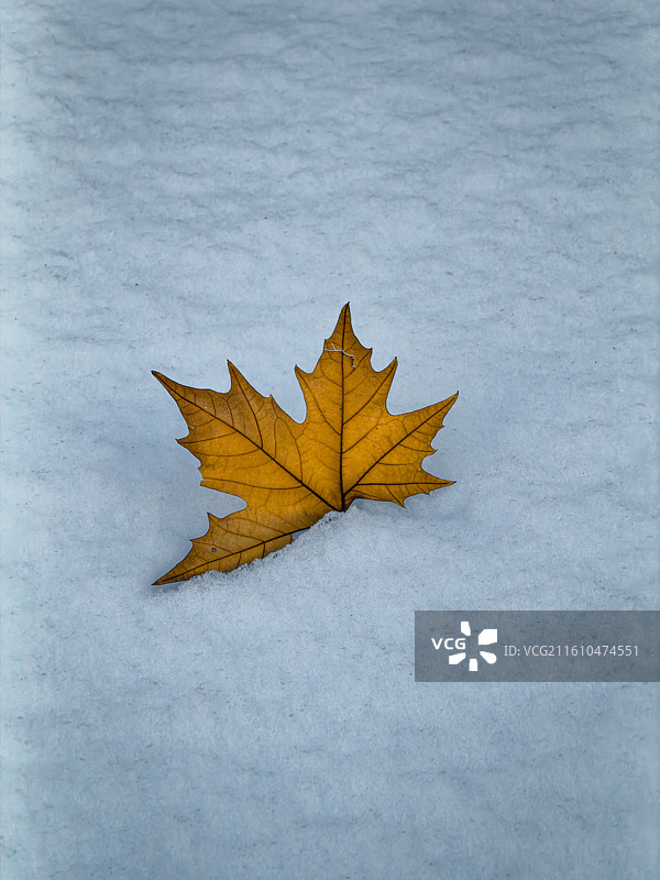 雪与叶图片素材