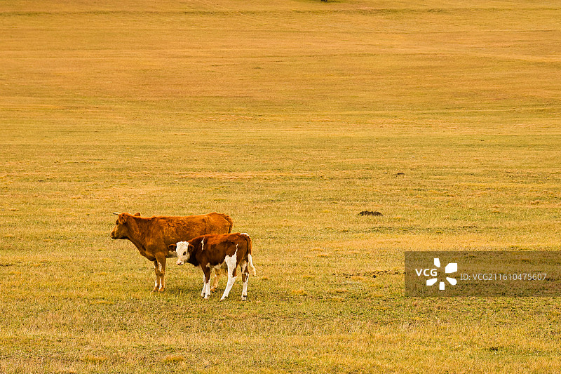 草原上的牛图片素材