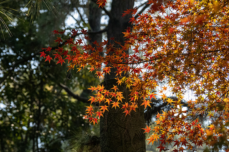 霜叶红于二月花图片素材