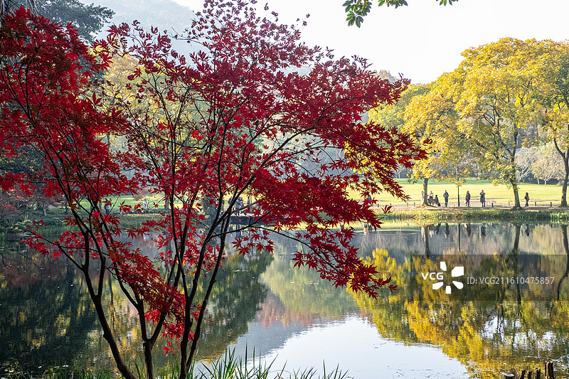 霜叶红于二月花图片素材