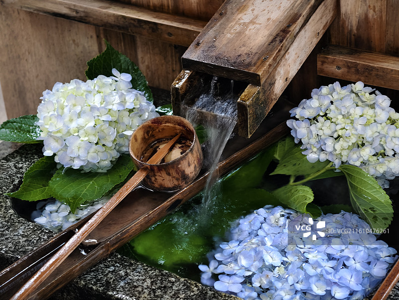 伏见稻荷大社手水舍 木勺舀水与绣球花的和风美学图片素材