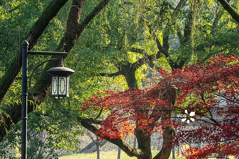 霜叶红于二月花图片素材