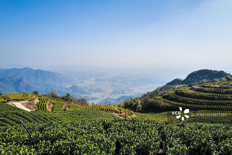 中国浙江省衢州市龙游县 茶园图片素材