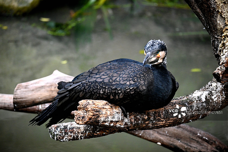红山森林动物园图片素材