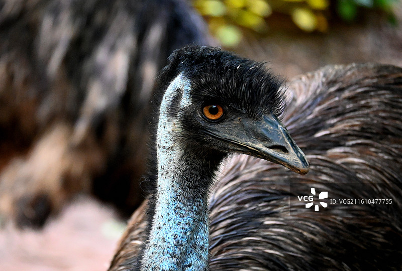 红山森林动物园图片素材