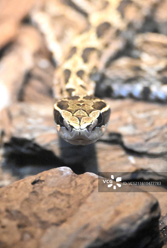 红山森林动物园图片素材