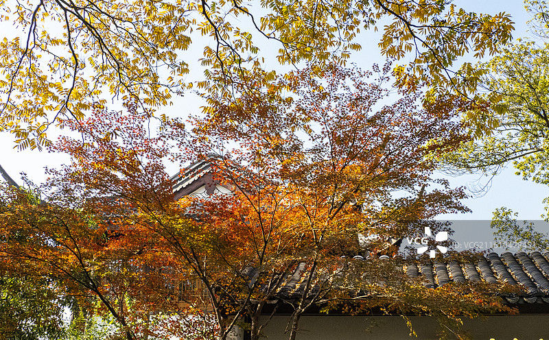 霜叶红于二月花图片素材