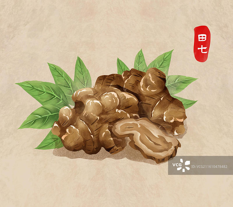 中国文化之中草药药材 田七 插画海报图片素材