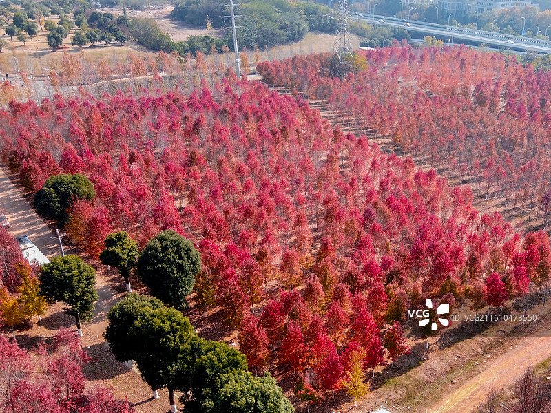 航拍文华学院秋日红枫林 红色枫叶树林美景 校园秋景打卡地风光图图片素材