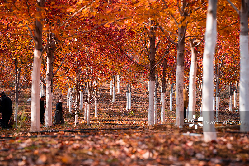 文华学院红枫林秋景 秋日晴空林间自然风景图片素材