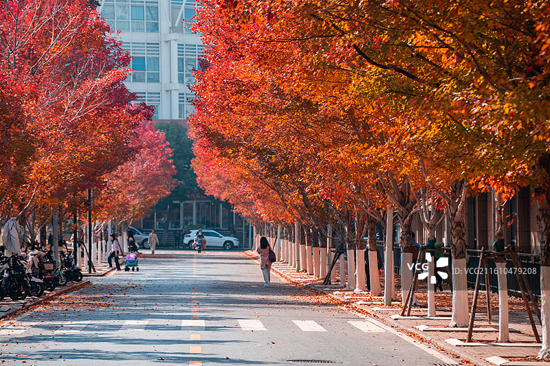 文华学院红枫大道秋日美景 红橙枫叶铺就校园道路 治愈系校园秋日风光图片素材