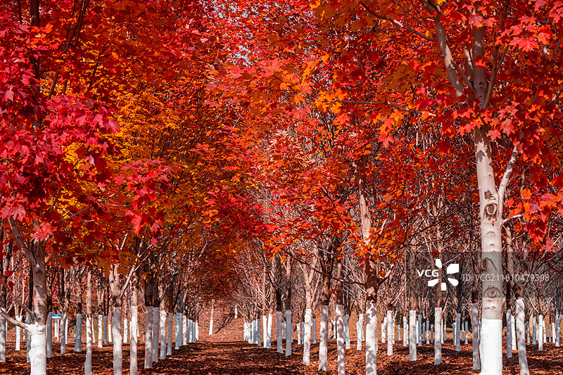 文华学院红枫林秋景 秋日晴空林间自然风景图片素材