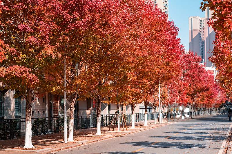 文华学院红枫大道秋日美景 红橙枫叶铺就校园道路 治愈系校园秋日风光图片素材