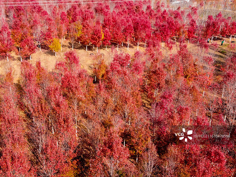 航拍文华学院秋日红枫林 红色枫叶树林美景 校园秋景打卡地风光图图片素材