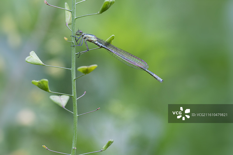 昆虫 荷花图片素材