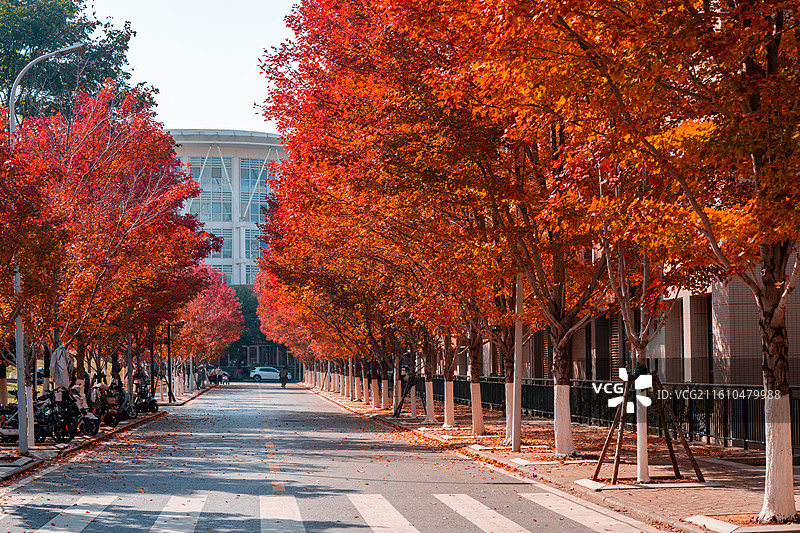 文华学院红枫大道秋日美景 红橙枫叶铺就校园道路 治愈系校园秋日风光图片素材