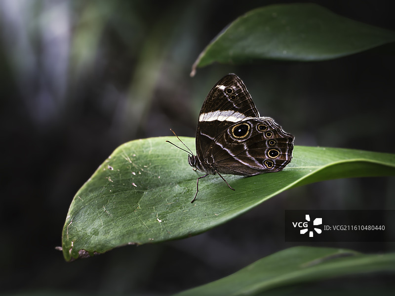 黛眼素缃图片素材