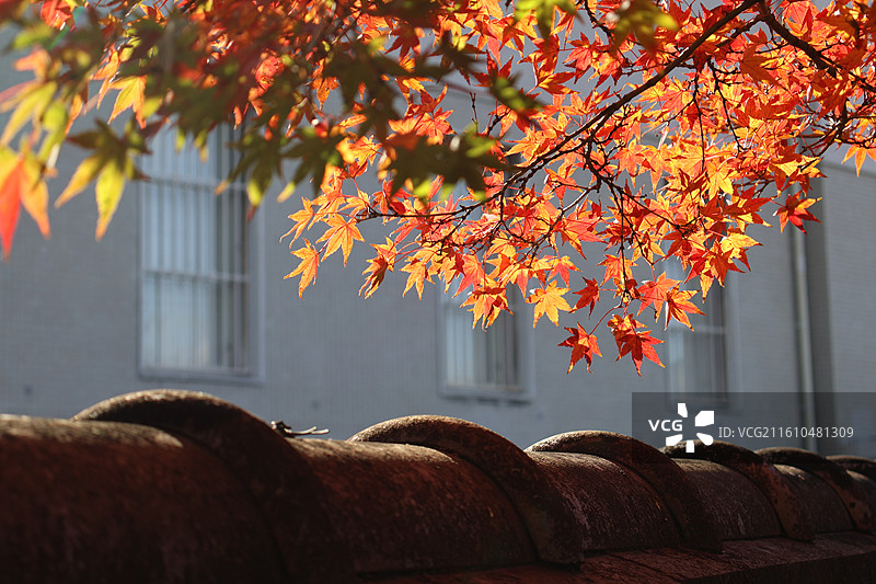 日本红叶季天王寺公园里的枫叶图片素材