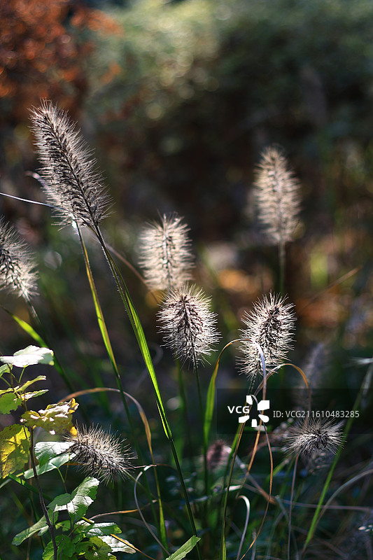 狼尾草图片素材