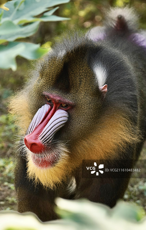 杭州野生动物园山魈图片素材