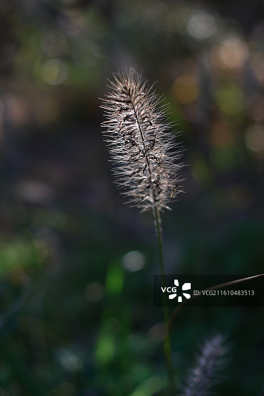 狼尾草图片素材