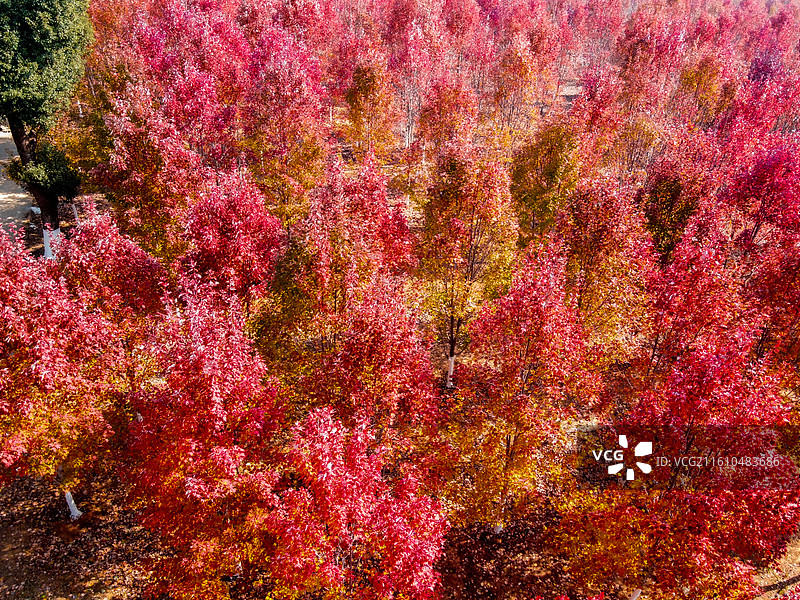 航拍文华学院秋日红枫林 红色枫叶树林美景 校园秋景打卡地风光图图片素材