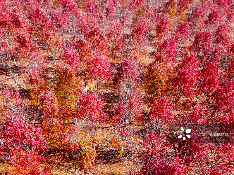 航拍文华学院秋日红枫林 红色枫叶树林美景 校园秋景打卡地风光图图片素材