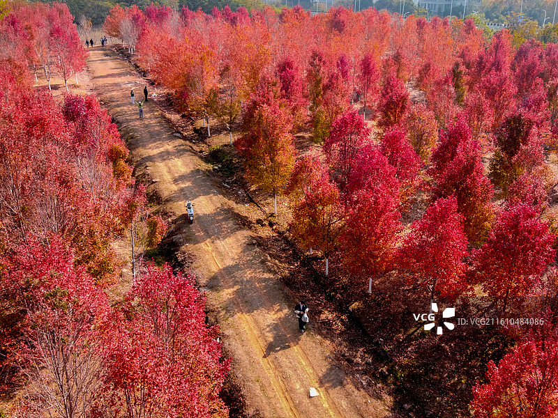 航拍文华学院秋日红枫林 红色枫叶树林美景 校园秋景打卡地风光图图片素材