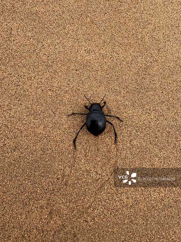 沙漠里的屎壳郎图片素材